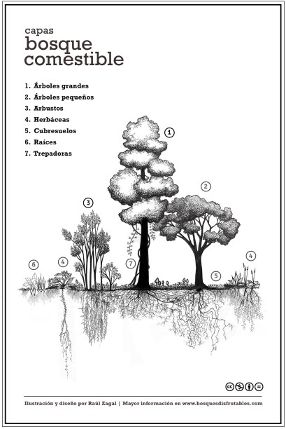 (CapasBosque)_Medium