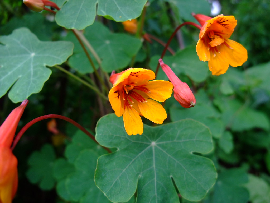 6951935525_8059f42eec_b