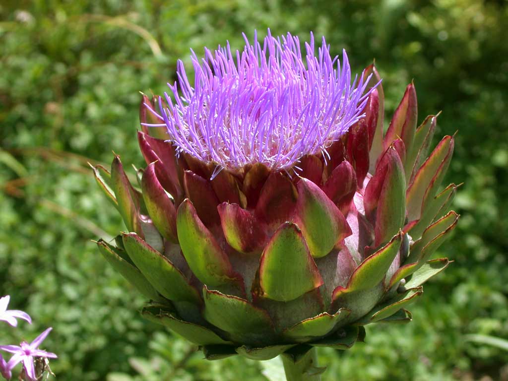 alcachofera-cynara-scolymus
