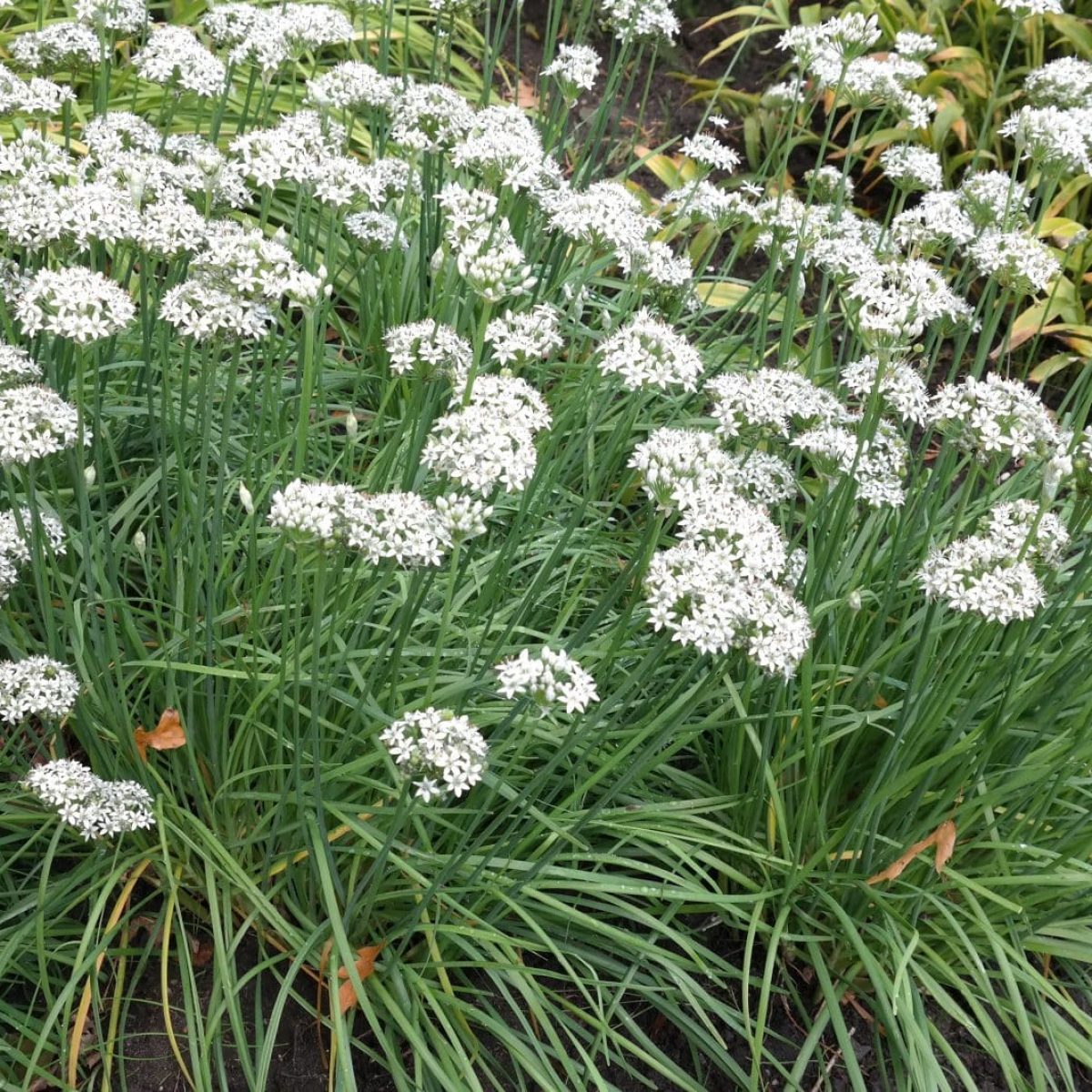 allium-tuberosum-1200x1200