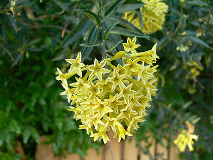 cestrum_parqui