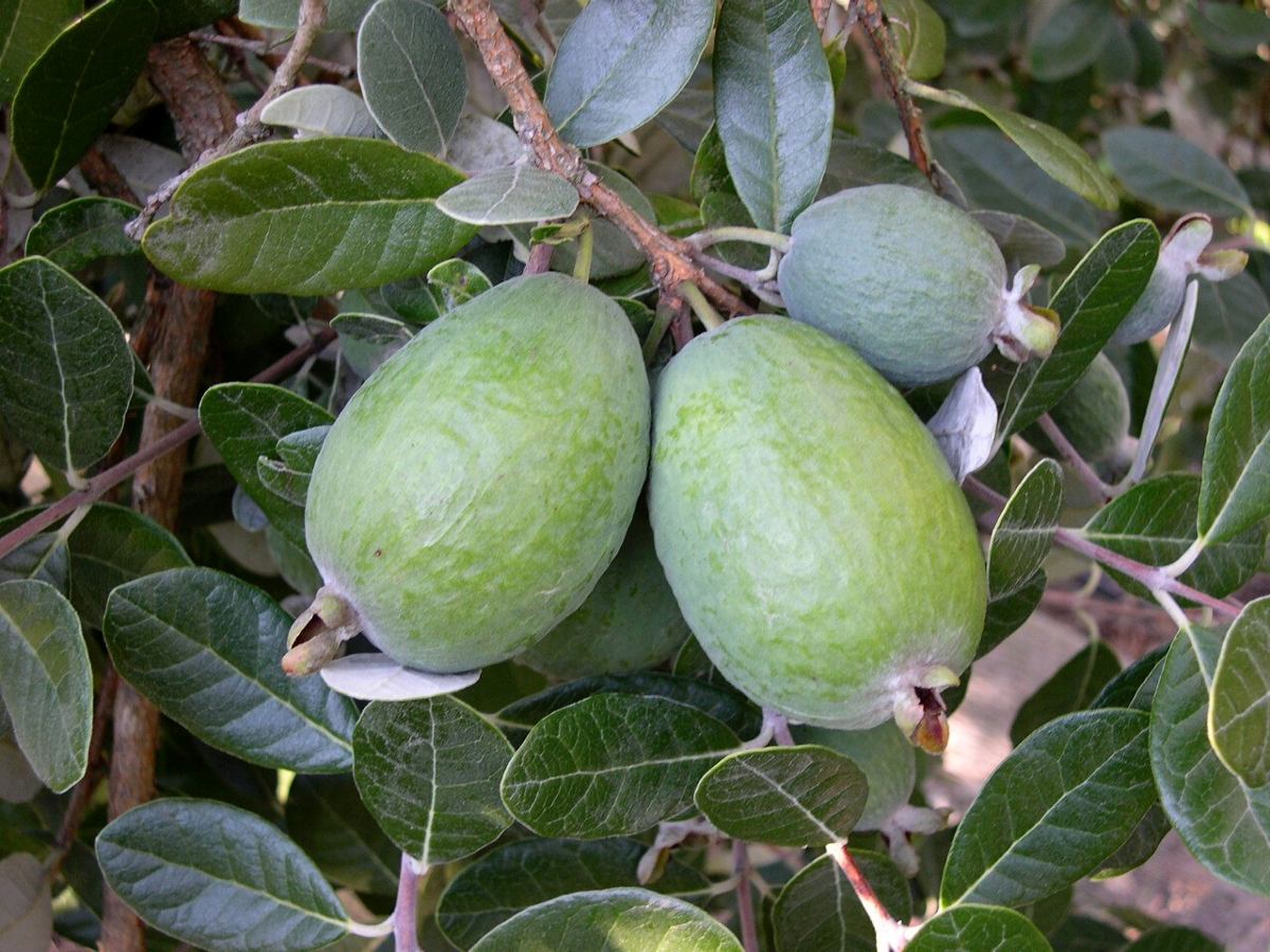 feijoa-planta-feijoas-guayaba-del-brasil-170cm-injertado-D_NQ_NP_256015-MLM25211863374_122016-F