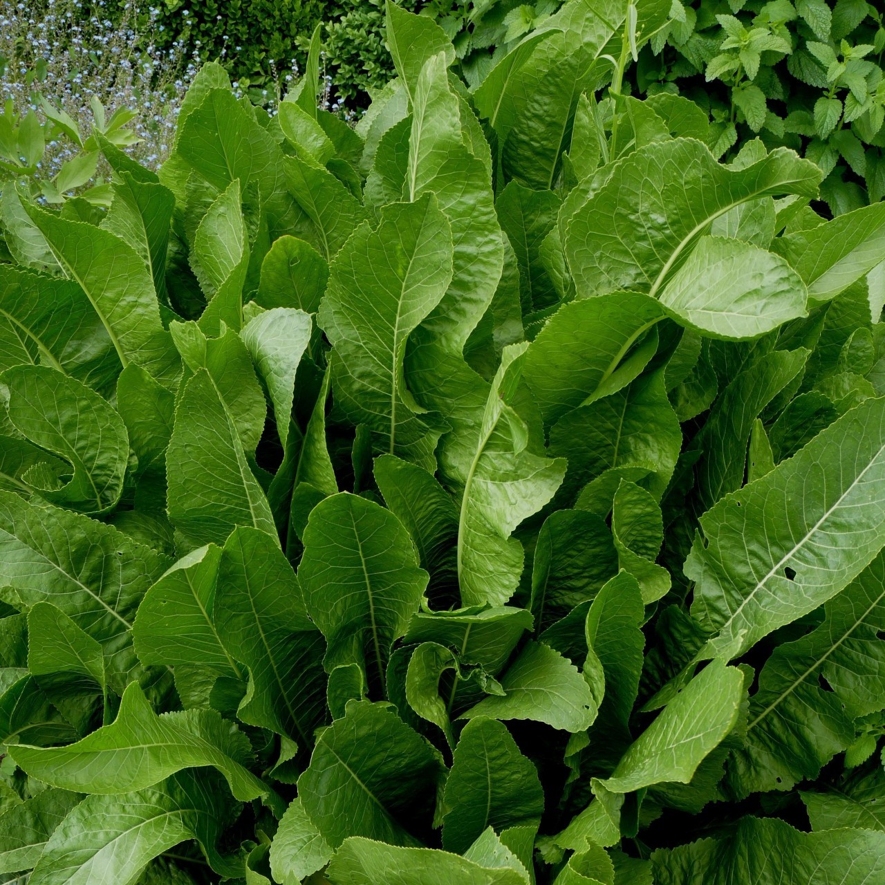 horseradish__85911.1364489164.1280.1280