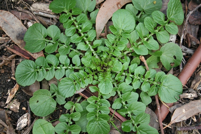 landcress-barbarea-vulgaris