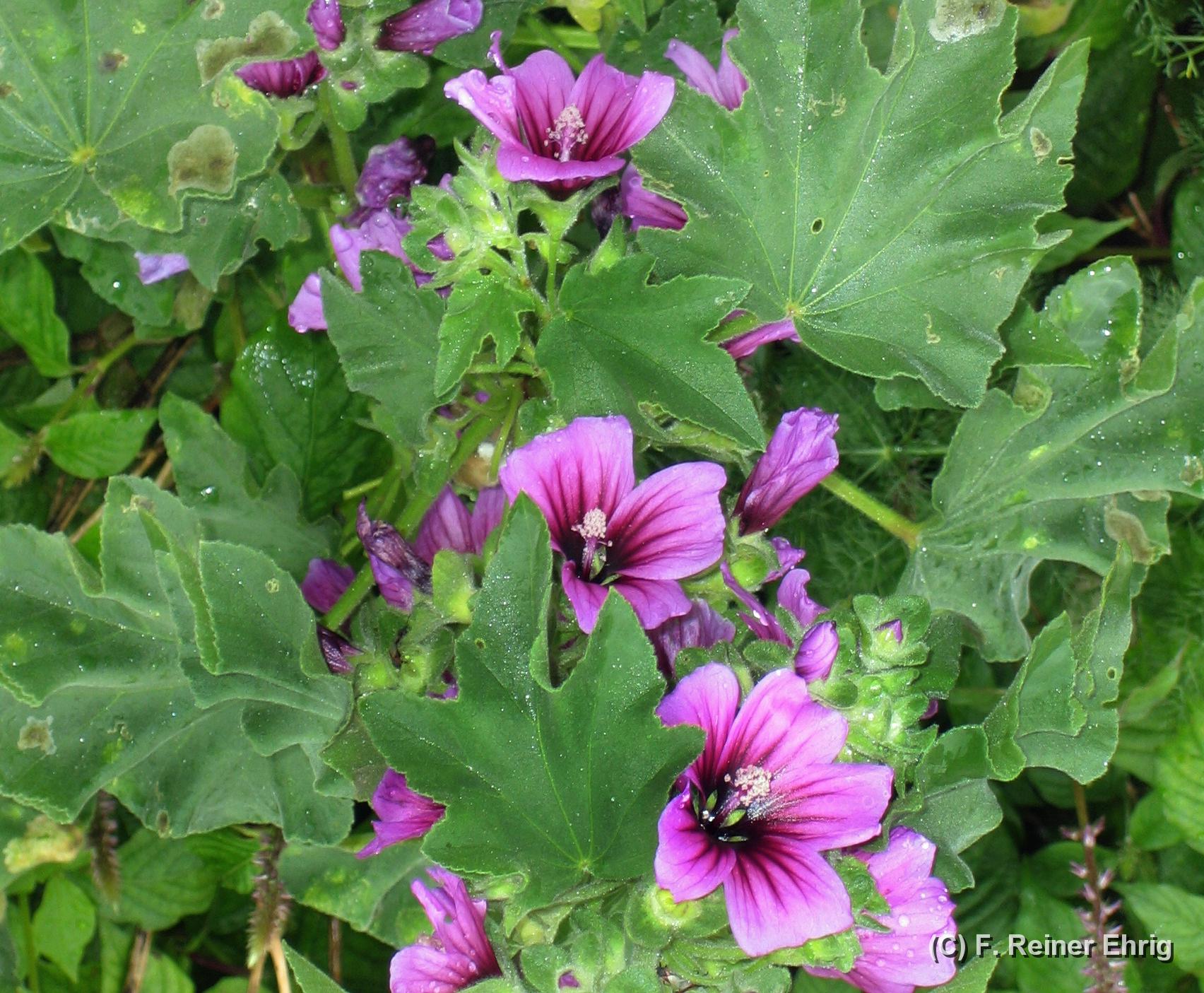 lavatera_arborea_28229_malv_p-3.3.05_her_a