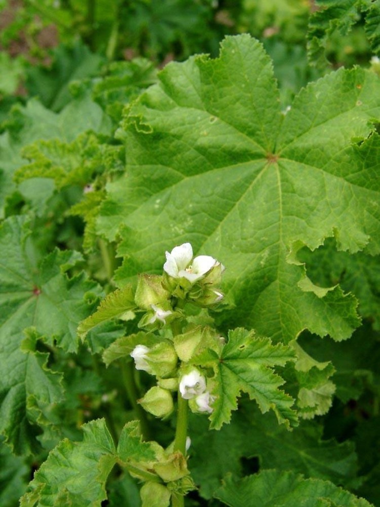 malva-verticillata-fl-mhassler