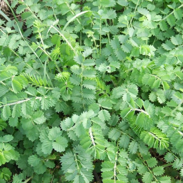 saladburnet-e1525976972950-600x600