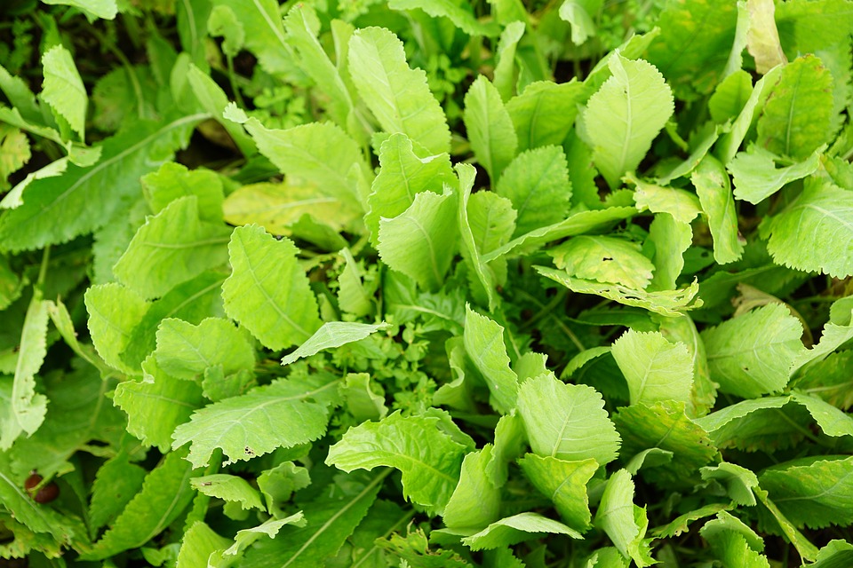 tanacetum-2546900_960_720