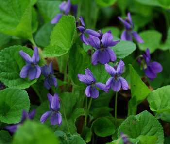 viola_odorata_odoriferous_350